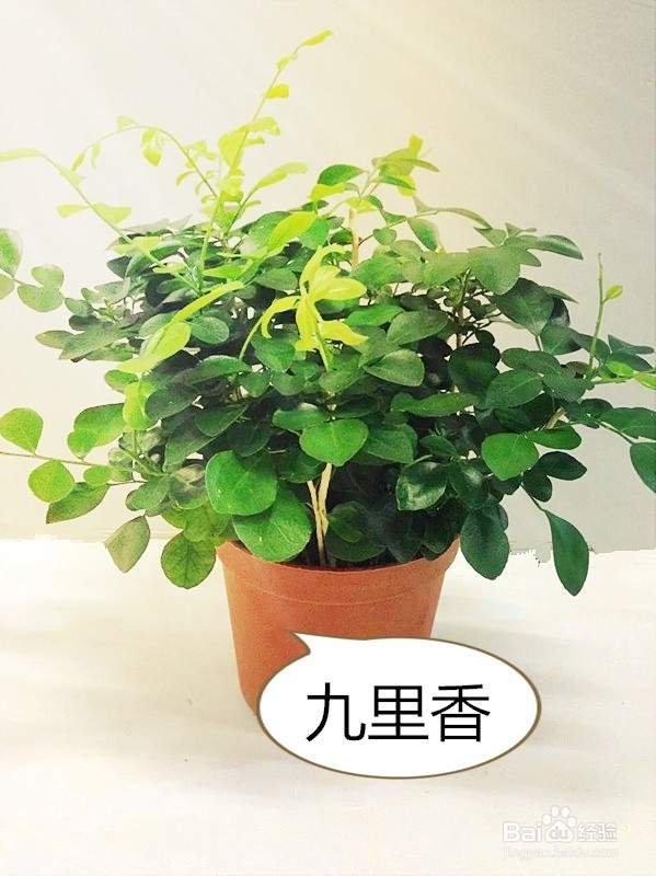 一般的家养绿化植物