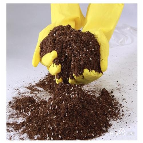 炮仗花如何扦插成活率高