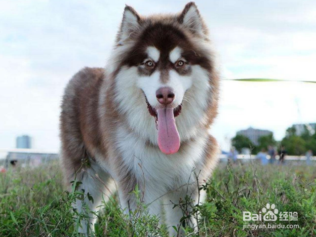 阿拉斯加犬要怎么训练