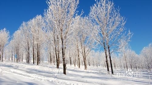 雪国风光—冬季结伴去哈尔滨吧！：[1]先行说明