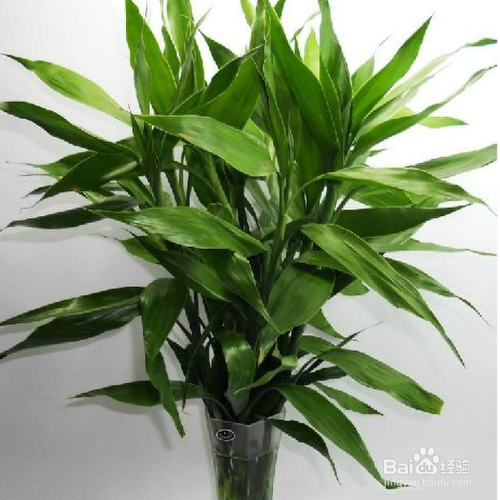 水养富贵竹施肥以及注意事项有哪些？