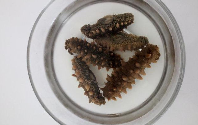 泡了半个月的海参还能吃吗