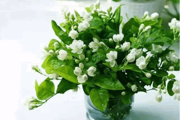 茉莉花可以驱蚊吗