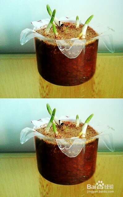 制作水仙花盆