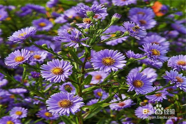 荷兰菊的养殖方法和注意事项