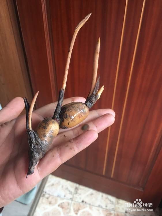 怎么在家里养荷花