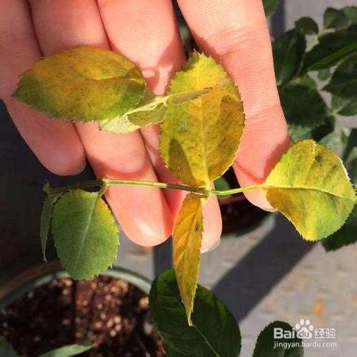 月季黄叶有哪些原因?