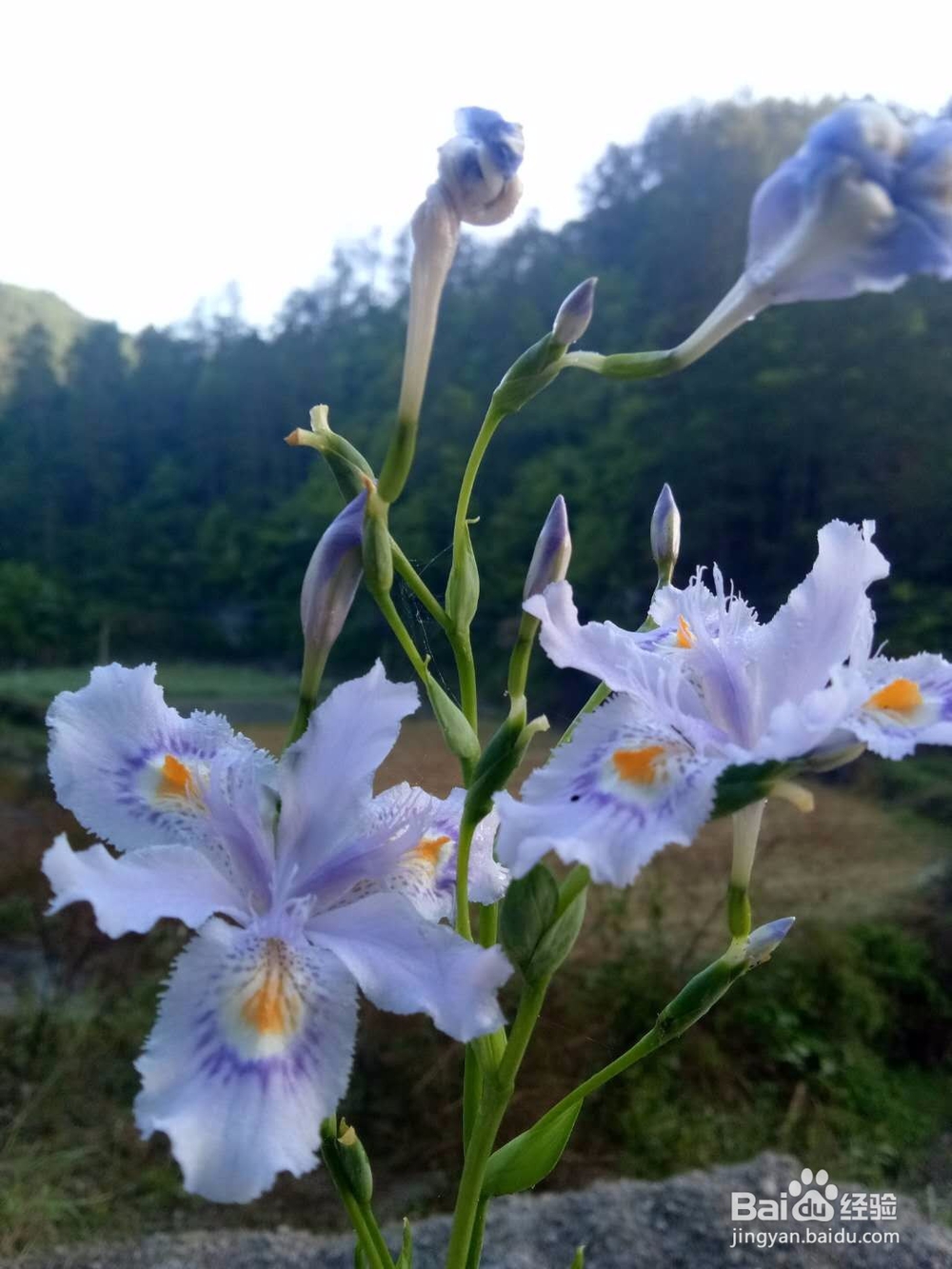 鸣凤山野美食集锦