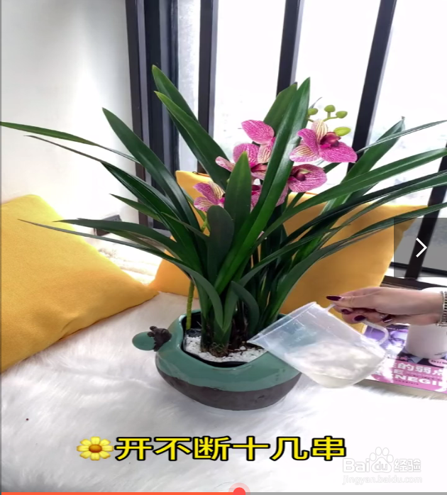 养花的小技巧