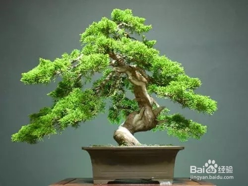 严禁入室的花,看完吓一跳。你家里有么