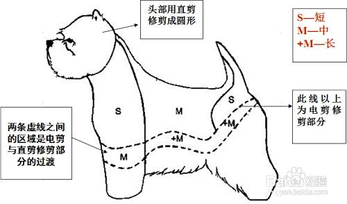 西高地白梗犬的修剪造型 教程 百度经验 西高地白梗犬的修剪造型 教程 百度经验