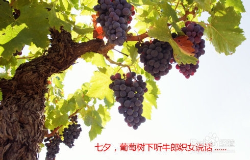 七夕节该送女朋友什么礼物