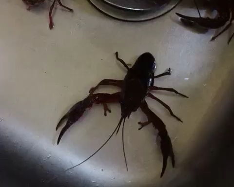 一剪一翘,轻松清理小龙虾虾头的做法