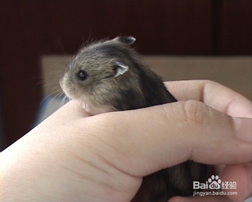 仓鼠有味道怎么办,夏天仓鼠怎么养味道小