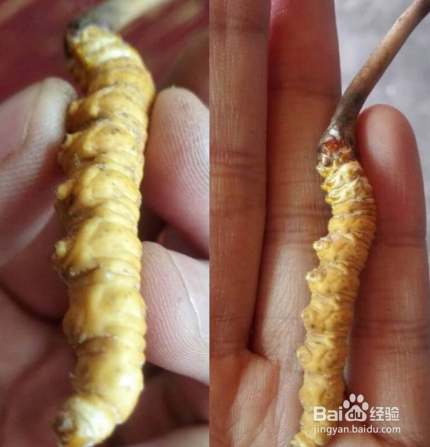 关于冬虫夏草服用的五个误区