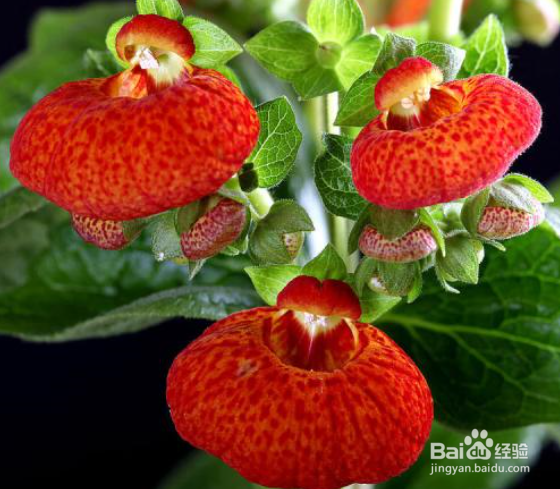 哪些盆栽植物是冬季开花的?