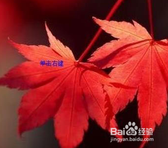 在Word中插入的图片如何只变大小不变形