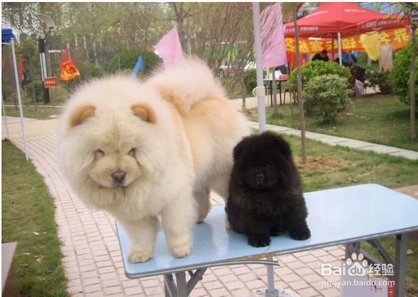 松狮缺钙怎么办?松狮什么时候需要补钙?