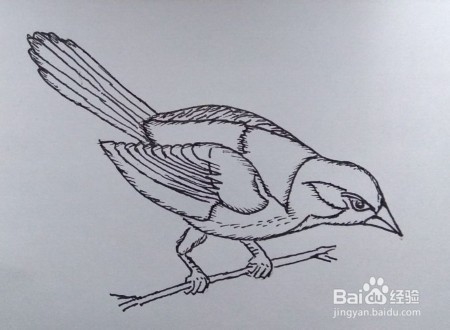 <b>线描画：鸟的画法教程（1）</b>
