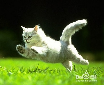 怎么自己治疗猫咪的简单疾病