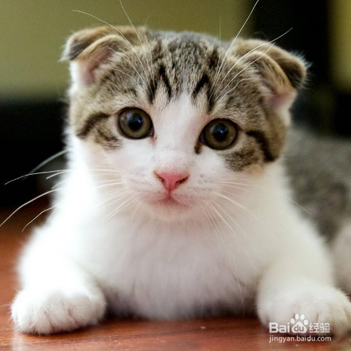 苏格兰折耳猫为什么讨人喜欢