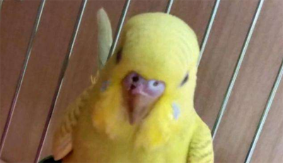 虎皮鹦鹉的脚流血了止不住怎么办