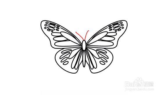 最后,在头部绘制两条曲线,作为蝴蝶的触角