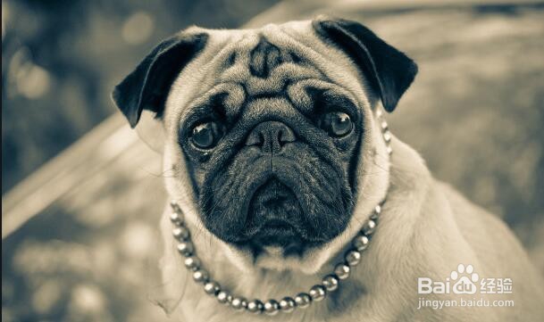 狗狗耳螨小妙招