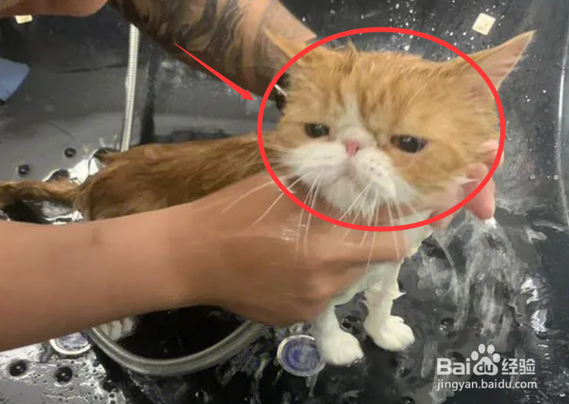 猫洗澡三大禁忌