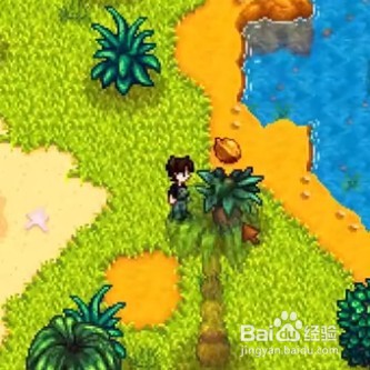 星露谷物语中金核桃如何获取