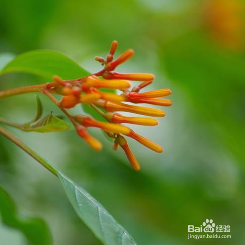 希茉莉常见的病害该怎么解决？