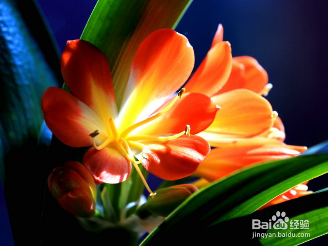 新买的君子兰应该如何养殖?