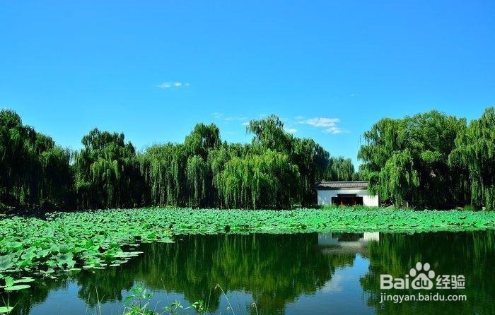 池塘为什么要定期使用活菌调节水质