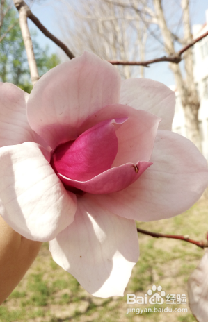 认识五颜六色高观赏价值的花卉及用途