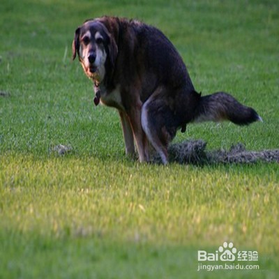 狗狗随地大小便怎么办