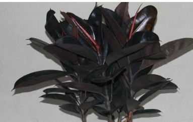 橡皮树怎么养才能更旺盛