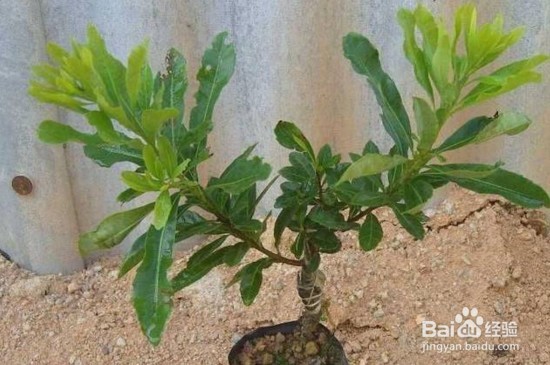 杨梅树嫁接方法