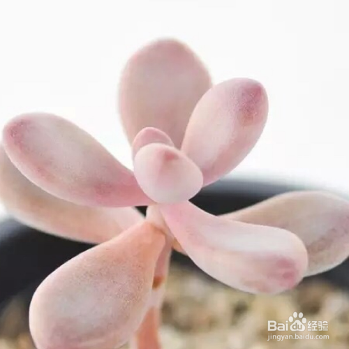 桃美人掉叶子是为什么？