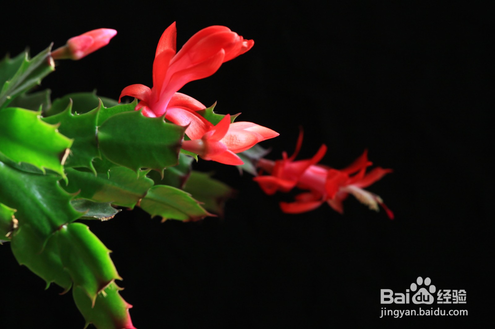 蟹爪莲开花时怎样护理