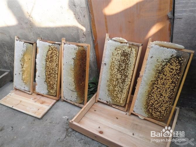 如何养蜂?养蜂的方法?