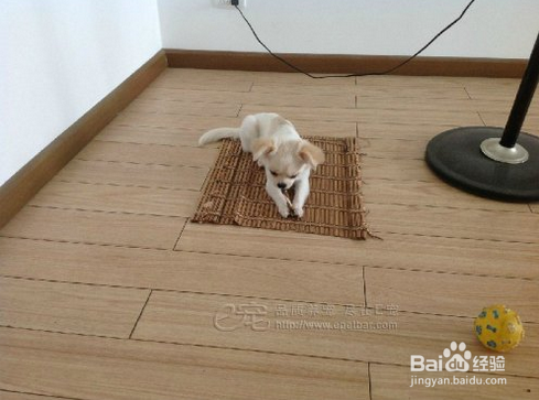 狗狗为什么爱流口水