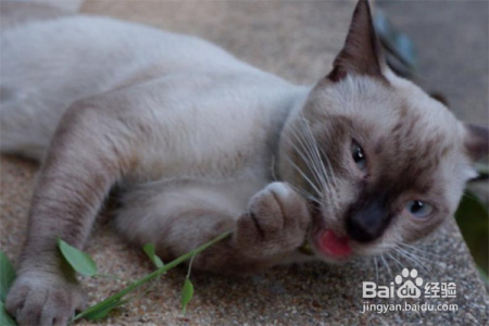 猫吸了太多猫薄荷会怎样？