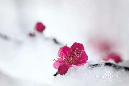 凛冬已至,闲以养花,最怡趣养心