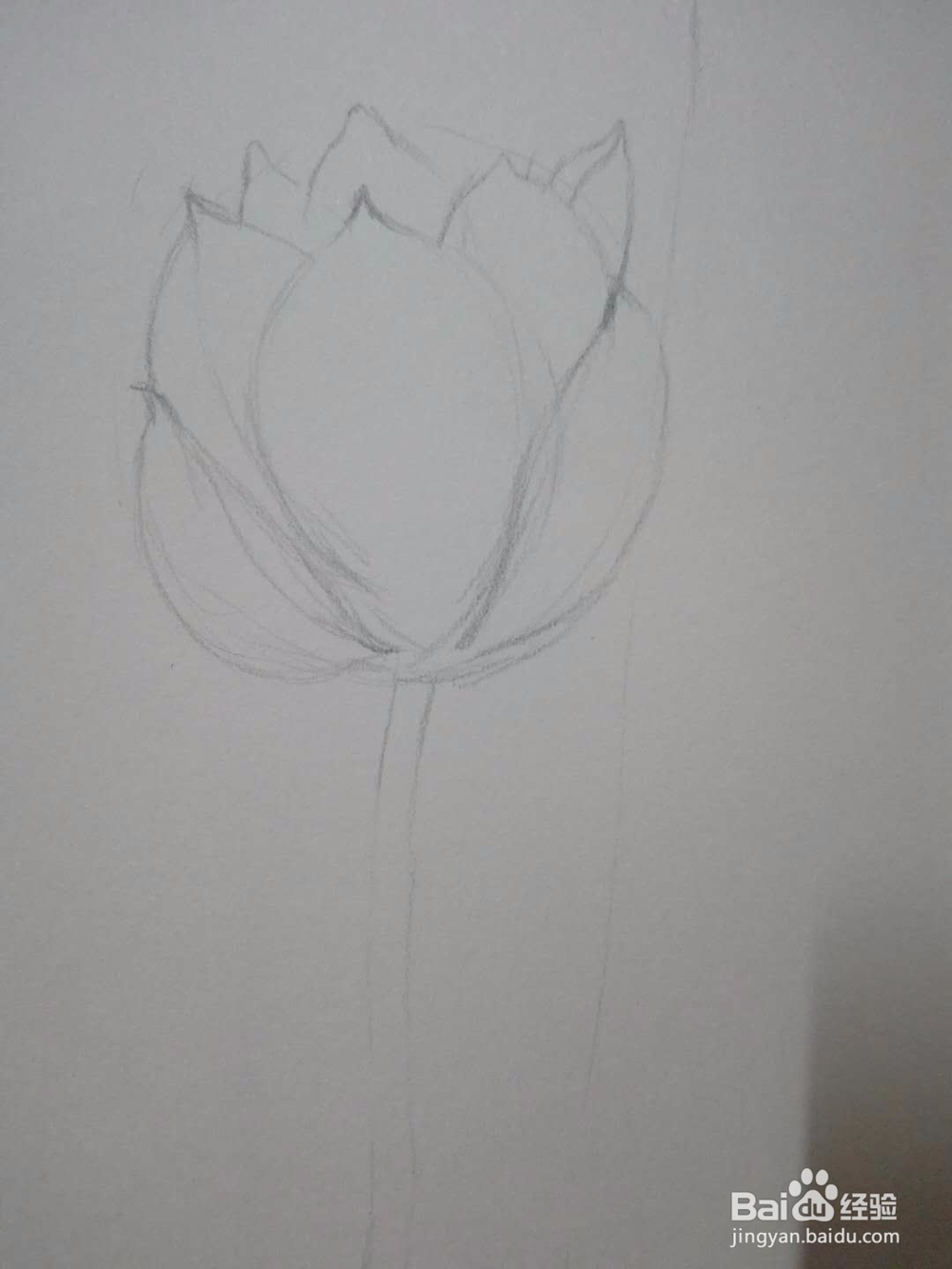 《荷花朵朵》铅笔手绘素描教程