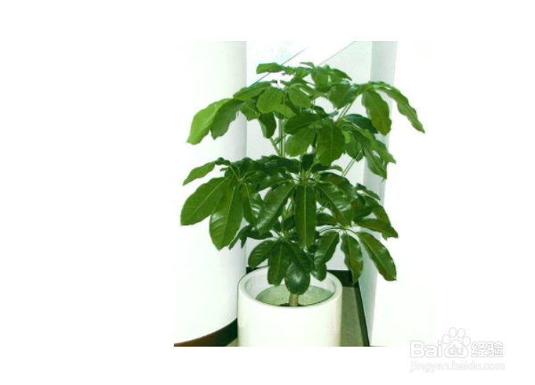 顶楼露天阳台适合种些什么植物？