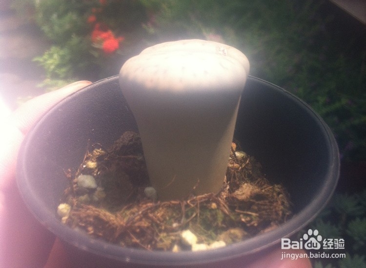 如何种植好多肉植物