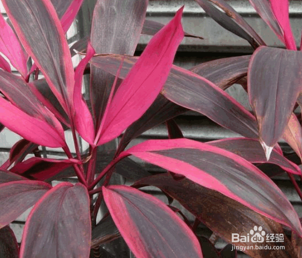 朱蕉水培方法及养护要点