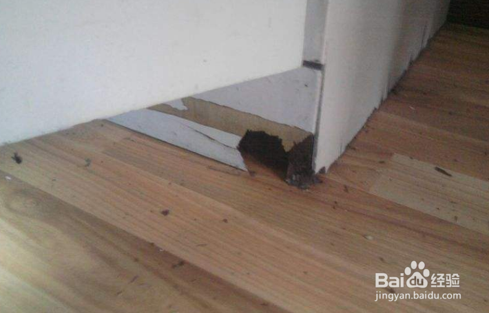 <b>地板下面有老鼠怎么办</b>
