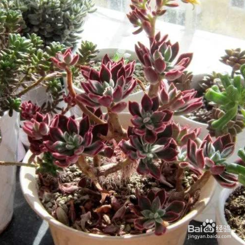 锦晃星叶子发黄、软怎么办?