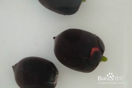 莲子种植时间及方法